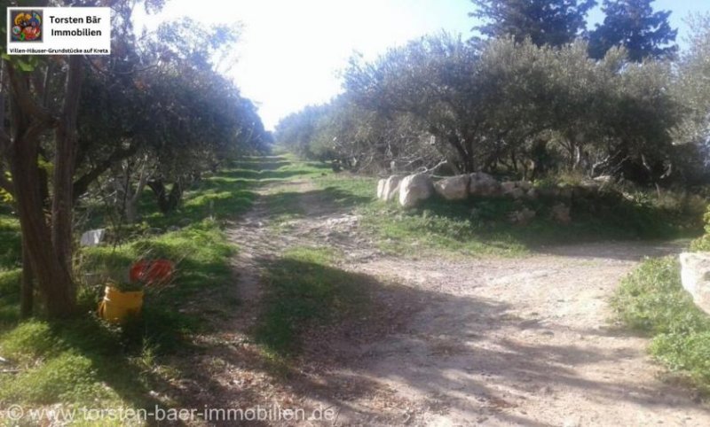 Vori Kreta, Vori Olivenhain 200.000m² mit 2 Gebäuden zu verkaufen Grundstück kaufen